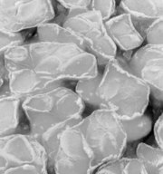 Pancake ice is sea ice that has been compressed by the action of waves on frazil ice. Plates are typically 1&ndash;3 meters across