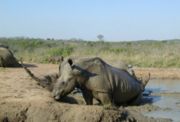 White Rhinos enjoying a wallow in the mud.