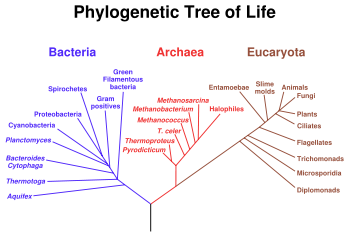 A hypothetical phylogenetic tree of all extant organisms, based on 16S rRNA gene sequence data, showing the evolutionary history of the three domains of life, bacteria, archaea and eukaryotes. Originally proposed by Carl Woese.