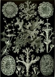 "Lichenes" from Ernst Haeckel's Artforms of Nature, 1904