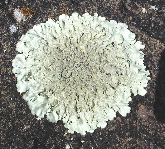 Image:Lichen squamulose.jpg