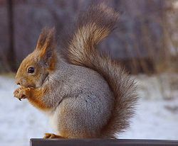 Profile of the Eurasian red squirrel in grey winter coat