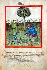 Harvesting garlic, from Tacuinum sanitatis, 15th century (Biblioth&egrave;que nationale)