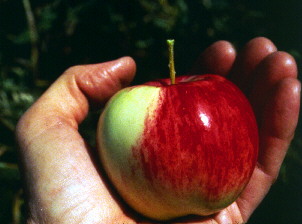 Image:95apple.jpeg