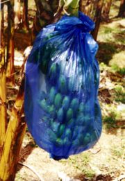 Banana bunches are sometimes encased in plastic bags for protection. The bags may be coated with pesticides.