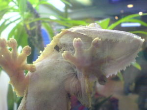 Gecko climbing glass using its natural set&aelig;