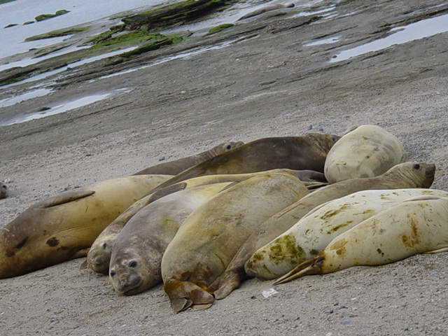 Image:Argentina-Puerto Madrew-Sea Lion.jpg