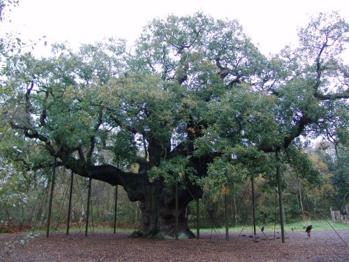Image:Robin Hood Major Oak.jpg