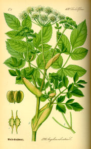 Wild Angelica (Angelica sylvestris) from Thom&eacute;, Flora von Deutschland, &Ouml;sterreich und der Schweiz 1885