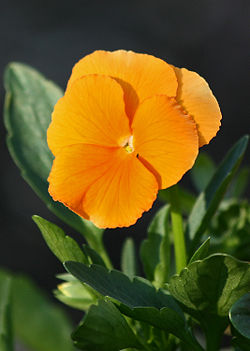 A viola cultivar, Viola 'Clear Crystals Apricot'