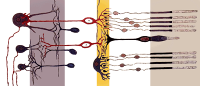 Retina's simplified axial organization. The retina is a stack of several neuronal layers. Light is concentrated from the eye and passes across these layers (from left to right) to hit the photoreceptors (right layer). This elicits chemical transformation mediating a propagation of signal to the bipolar and horizontal cells (middle yellow layer). The signal is then propagated to the amacrine and ganglion cells. These neurons ultimately may produce action potentials on their axons. This spatiotemporal pattern of spikes determines the raw input from the eyes to the brain. (Modified from a drawing by Ram&oacute;n y Cajal.)