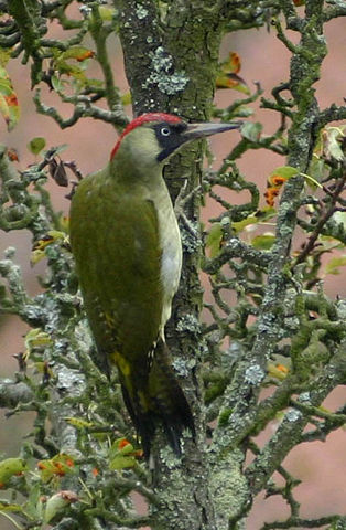 Image:Gr&uuml;nspecht Picus viridis.jpg