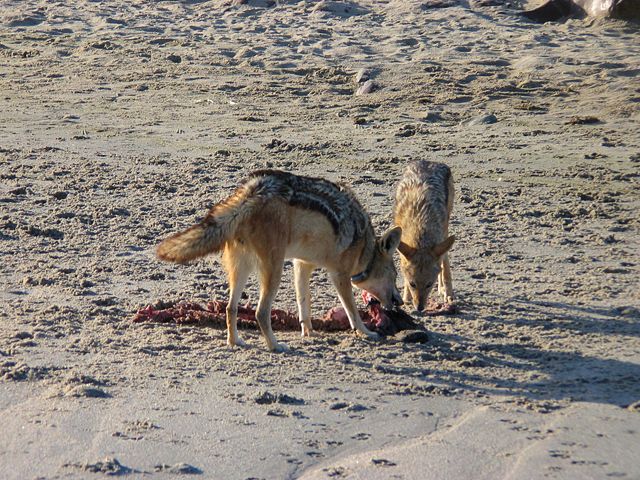 Image:Schakale Kreuzkap 02.jpg