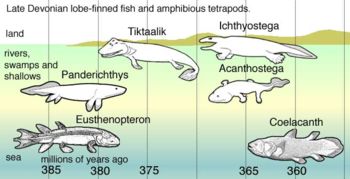 In Late Devonian vertebrate speciation, descendants of pelagic lobe-finned fish – like Eusthenopteron – exhibited a sequence of adaptations: Panderichthys, suited to muddy shallows; Tiktaalik with limb-like fins that could take it onto land; Early tetrapods in weed-filled swamps, such as: Acanthostega which had feet with eight digits, Ichthyostega with limbs. Descendants also included pelagic lobe-finned fish such as coelacanth species.