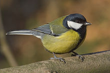 Male Birdsong (help·info)