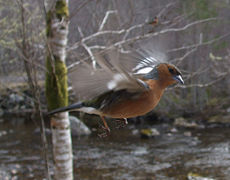A chaffinch in flight