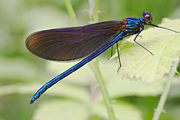 Calopteryx virgo (male), a damselfly