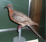 Male Passenger Pigeon, stuffed, at the Boston Museum of Science