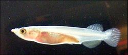 Young freshwater halfbeak, Nomorhamphus sp., aged 7&nbsp;days, approximately 18&nbsp;mm (0.71&nbsp;in) in length. Captive bred specimen.