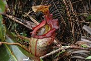 Nepenthes &times; alisaputrana