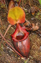 Nepenthes &times; kinabaluensis