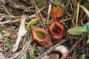 Lower pitchers of N. &times; kinabaluensis