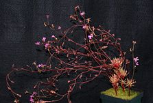 S. turbinatum in cultivation.