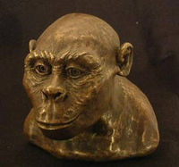 Australopithecus africanus, an early hominid.