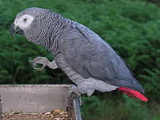 Congo African Grey Parrot