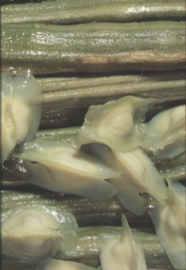 Image:Oleifera Fruits.jpg