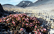 Purple Saxifrage is well-suited to Bj&oslash;rn&oslash;ya's climate.