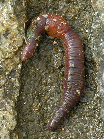Image:Mi&ntilde;oca.earthworm.jpg