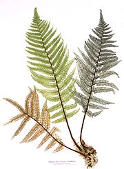 Bl&auml;tter des Manns  Walfarn. by Alois Auer, Vienna: Imperial Printing Office, 1853