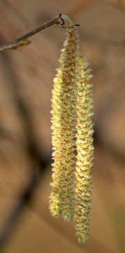 Male catkins on Common Hazel
