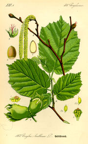 Common Hazel - from Thom&eacute;, Flora von Deutschland, &Ouml;sterreich und der Schweiz, 1885