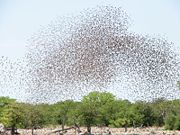 Red-billed Queleas, the most numerous species of bird, form enormous flocks&mdash;sometimes tens of thousands strong.