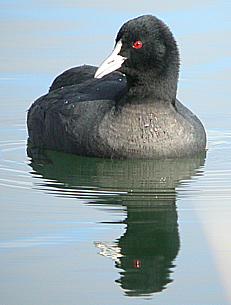 Image:Coot-231.jpg
