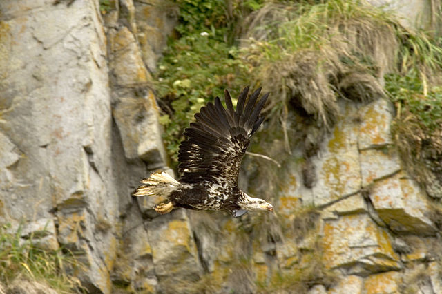 Image:Haliaeetus leucocephalus-juv-USFWS.jpg