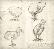 Drawings of the dodo from the travel journal of VOC-ship 'Gelderland' (1601&ndash;1603)