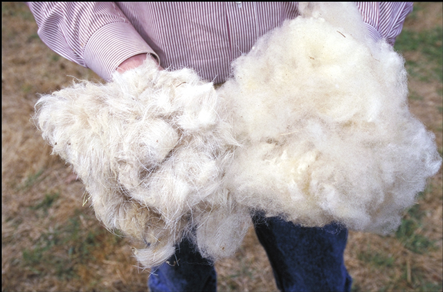 Image:Wool.www.usda.gov.jpg