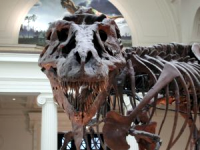 Image:T rex skull frontal 01.png