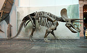 Side view of Triceratops skeleton, Senckenberg Museum.