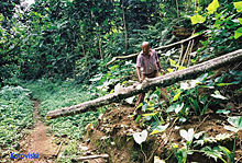 The S&atilde;o Tom&eacute; and Pr&iacute;ncipe rainforest