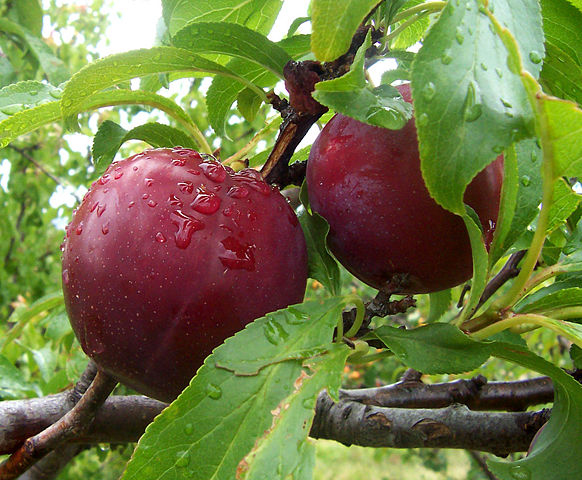 Image:Plums.jpg