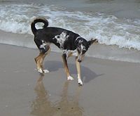 A mixed breed with collie-whippet characteristics.
