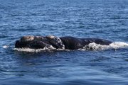 A Southern Right Whale in the breeding grounds at Peninsula Vald&eacute;s in Patagonia