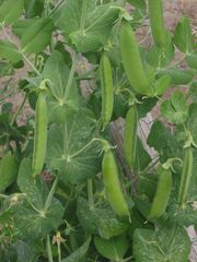 Pea plant