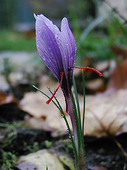 A saffron crocus flower with red stigma.