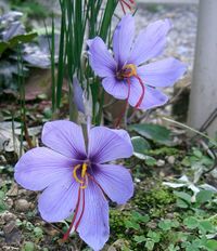 Two saffron crocus flowers in Osaka Prefecture, Japan