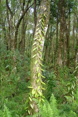 A vanilla plantation in a wood on R&eacute;union Island